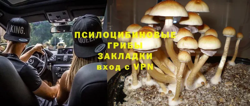 магазин продажи   Балаково  Галлюциногенные грибы Psilocybine cubensis 